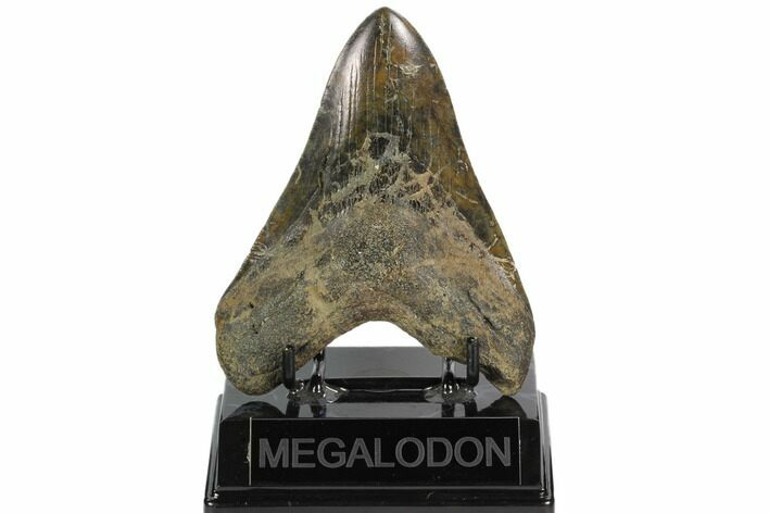 Fossil Megalodon Tooth - South Carolina #124547